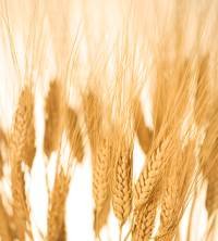 main ingredient for whole-wheat bread recipe